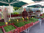 Le banc des plantations